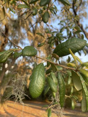 Tarpon Springs Nature Walk